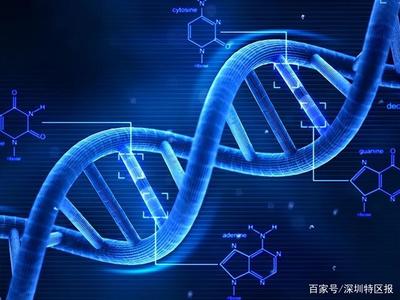深圳為細胞和基因產業立法 劃定創新與倫理紅線，擬明令禁止生殖基因編輯